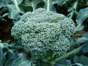 Broccoli, leguma care nu trebuie sa lipseasaca din alimentatie